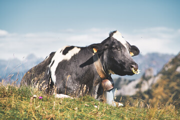 Black and White Cow Resting on Alpine Meadow with Bell © michelangeloop