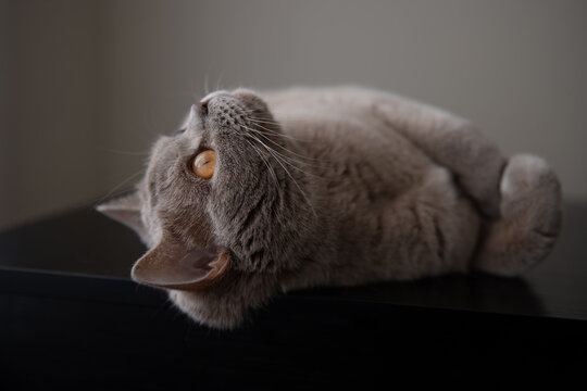 British shorthair cat lying on a table indoors.