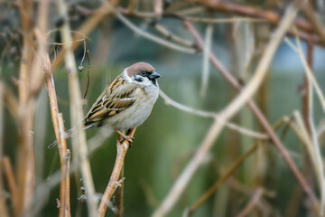 Mazurek, wróbel polny (Passer montanus). Eurasian tree sparrow. © Janusz Lipiński