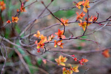 Young orange and red leaves budding on thin branches in spring