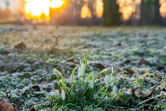 First snowdrops blooming in park at sunrise, spring flowers on frosted grass background, morning dew and frost in garden landscape, atmospheric spring nature photography, wild Galanthus nivalis in gol