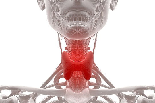 Human thyroid gland experiencing pain or disease, an anatomical view of neck structures on a transparent background