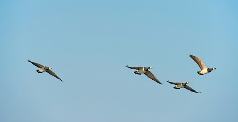 Obraz premium Birds flying in a blue sky in sunlight in winter, Almere, Flevoland, The Netherlands, March 4, 2026
