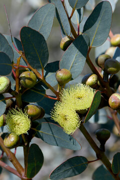 Close up of yellow flowers and buds of the Western Australian native Bell-fruited Mallee, Eucalyptus preissiana, family Myrtaceae. Small tree with mallee growth habit growing in shrubland and heath