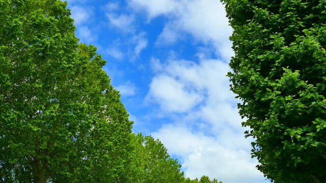 新緑のマロニエと空の雲