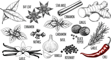 Vintage hand-drawn vector collection of culinary herbs and spices including garlic, cinnamon, chili pepper, basil, star anise, rosemary, and vanilla beans © MdGohurul