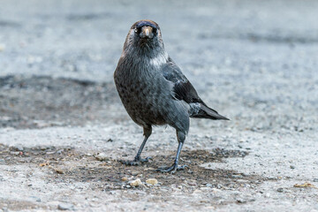 Kawka zwyczajna stojąca na betonowym podłożu. Portret ptaka z bliska, pokazujący szare upierzenie karku i charakterystyczne jasne oko. Ptak miejski w naturalnym, jasnym świetle. © Henryk Niestrój