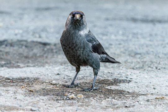 Kawka zwyczajna stojąca na betonowym podłożu. Portret ptaka z bliska, pokazujący szare upierzenie karku i charakterystyczne jasne oko. Ptak miejski w naturalnym, jasnym świetle.