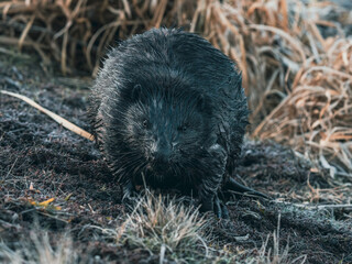 Dziki bóbr europejski z mokrym futrem na brzegu rzeki. Zbliżenie na gryzonia w jego naturalnym środowisku wśród wyschniętych traw. Autentyczne ujęcie dzikiej przyrody. © Henryk Niestrój