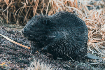 Dziki bóbr europejski z mokrym futrem na brzegu rzeki. Zbliżenie na gryzonia w jego naturalnym środowisku wśród wyschniętych traw. Autentyczne ujęcie dzikiej przyrody. © Henryk Niestrój