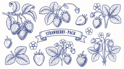 Set of strawberry. Hand drawn illustration strawberry and plants. Vintage illustration. Engraved hand drawn sketch, isolated on white background. © Otpirus