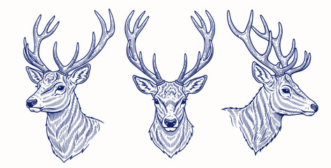 Sets of Vintage Deer Head Illustration. Engraved hand drawn sketch, isolated on white background. © Otpirus