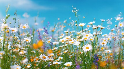 Fototapeta premium Vibrant field of wildflowers under blue sky. Spring and summer flowers in full bloom.