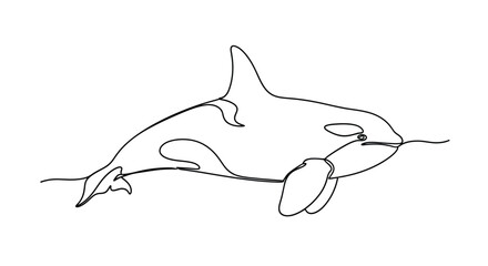 Continuous line drawing of a killer whale orca swimming © StockSynergy