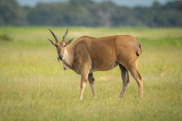 Common eland stands eating in grassy clearing © Nick Dale