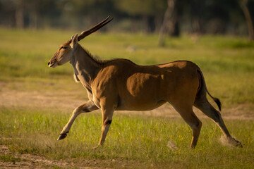 Common eland with catchlight crosses grassy clearing © Nick Dale