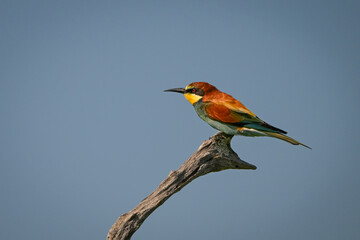 European bee-eater on bough under blue sky