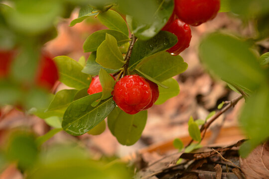 Acerola, azerola, cerejeira-do-par&aacute;, cerejeira-de-barbados ou cerejeira-das-antilhas