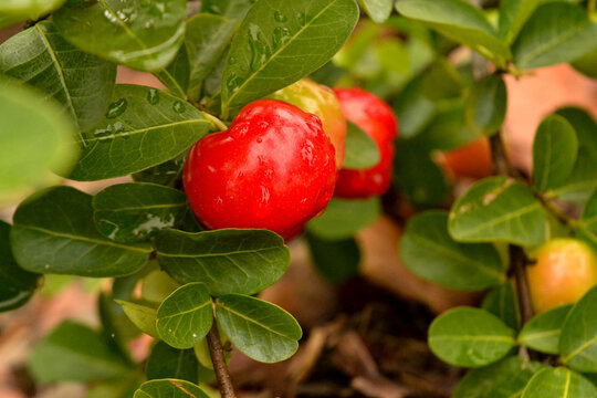 Fruta acerola no p&eacute;, galho cheio de fruta 