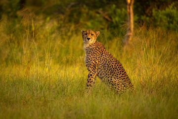 Female cheetah sits watching camera in grassland © Nick Dale