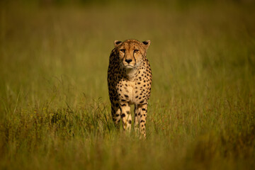 Female cheetah stands facing camera in grass © Nick Dale