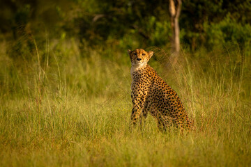 Female cheetah sits watching camera in savanna © Nick Dale