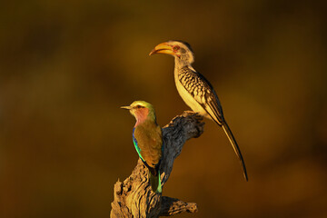Lilac-breasted roller and southern yellow-billed hornbill perching © Nick Dale