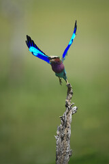Fototapeta premium Lilac-breasted roller flies off from gnarled stump