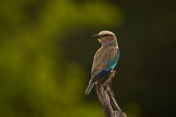 Obraz premium Lilac-breasted roller on diagonal stump with rim-lighting
