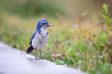 lilac breasted roller