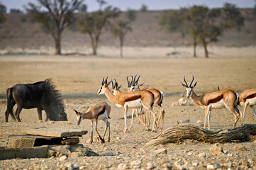 Naklejka premium Several springboks Antidorcas marsupialis and a wildebeest Connochaetes taurinus graze in the open, dry terrain of the Kgalagadi Transfrontier Park.