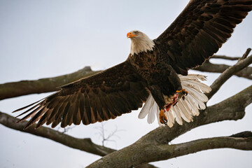 Obraz premium american bald eagle in flight taking off from tree branch