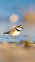 Obraz premium A small bird with distinctive markings stands in shallow water on a sandy shore, the sky softly blurred in the background