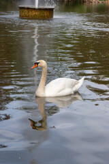 Obraz premium Mute swan (Cygnus olor), a species of swan swimming in water lake pond