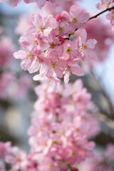 Fototapeta premium pink cherry blossom in spring