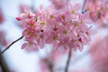 Obraz premium pink cherry blossom in spring