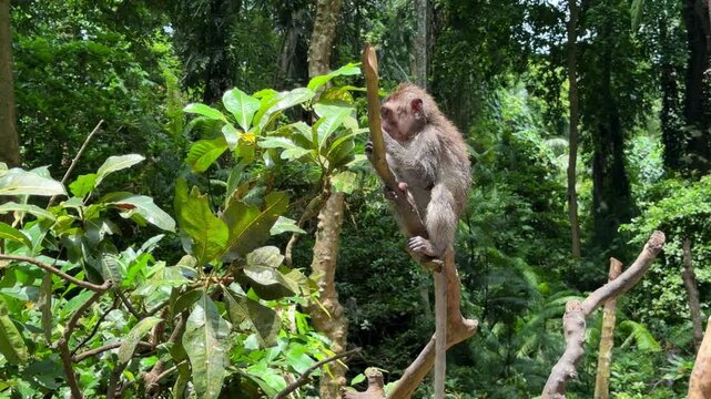 Monkey sitting on tree branch