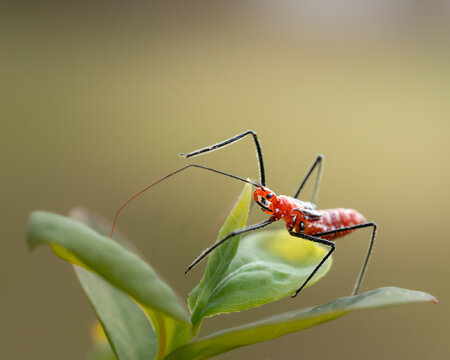 A young assassin bug nymph carefully moving along a green leaf. 