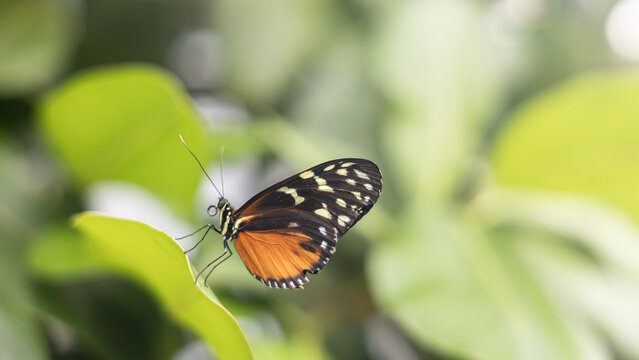 Tiger longwing butterfly (Heliconius hecale) perched on green leaf in tropical greenhouse habitat. Butterfly insect with orange and black wings and white spots