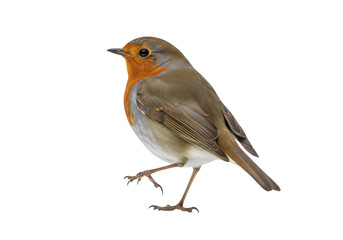 A european robin perched on one leg with vibrant orange face and breast, isolated on transparent background