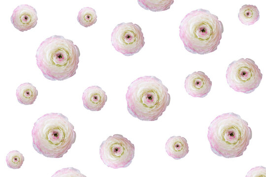 Ranunculus flower pattern isolated on transparent background, pink floral design element