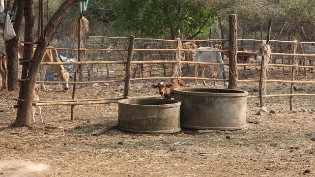 Drought impact on livestock and water crisis, thin calf standing by empty water tank