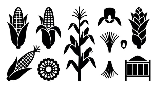 Collection of black corn silhouettes including cob kernels stalks and agricultural plant icons isolated on white background, concept for farming infographics, branding and product packaging