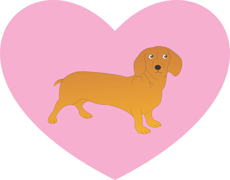 Dachshund popy on pink heart background