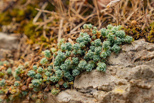 Epic sedum dasyphyllum succulent stone wall macro texture background. 
Cinematic close up of wild green corsican stonecrop plants 
growing on historic limestone rock mountain ridge.
