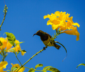 A sunbird is looking for nectar from the flower © Tossatis