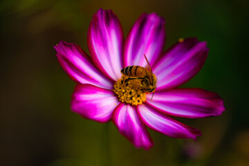 Fototapeta premium Resting Among Flowers: Hoverfly and Cosmos