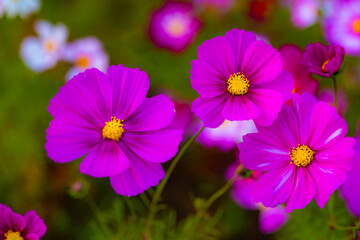 Obraz premium Resting Among Flowers: Hoverfly and Cosmos