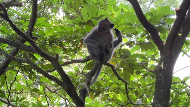 Monkey sitting on tree branch