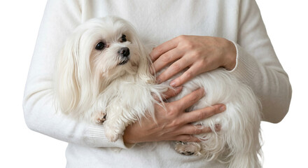 White Maltese Dog Being Held and Petted.